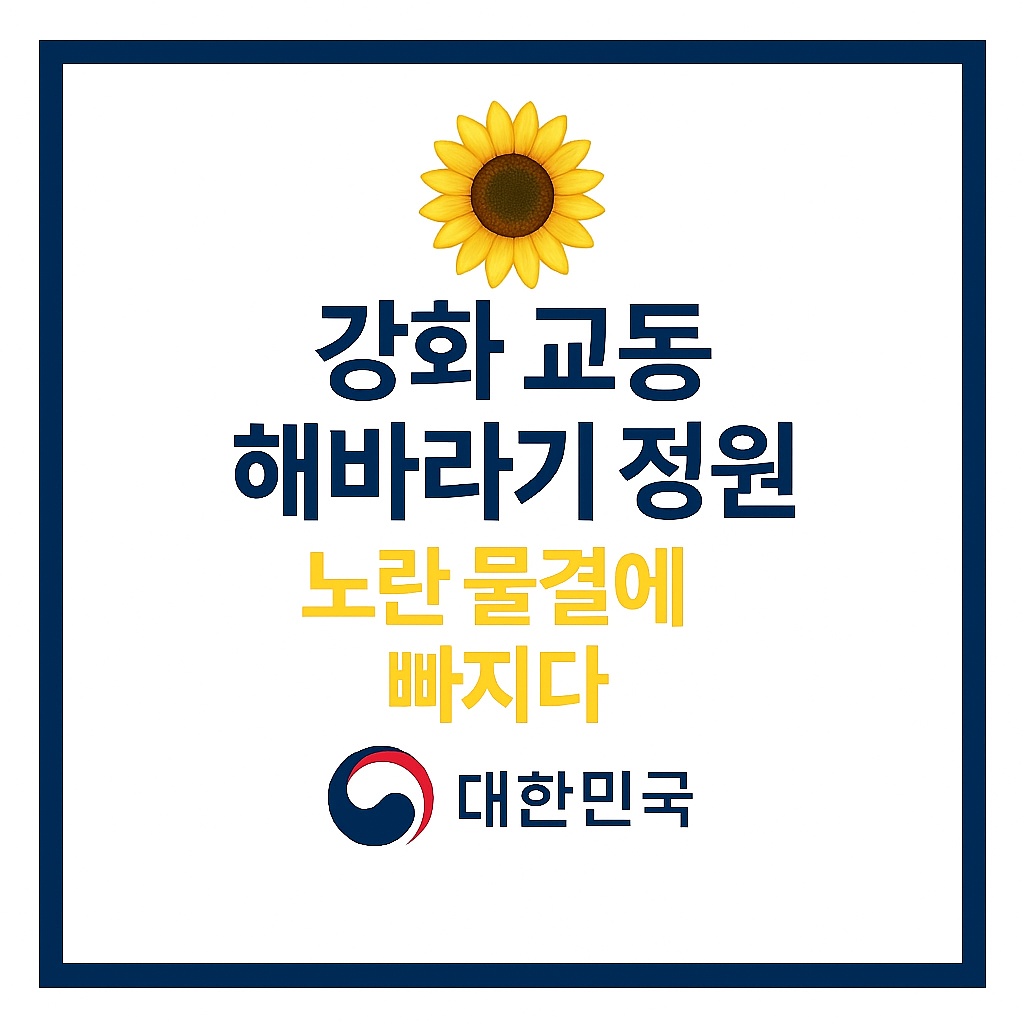 강화 교동 해바라기 정원,노란 물결에 빠지다'