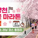 안양천 벚꽃 마라톤