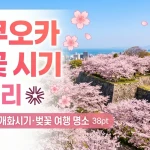 후쿠오카 벚꽃 시기