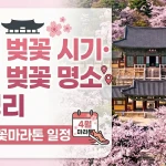 경주 벚꽃 시기