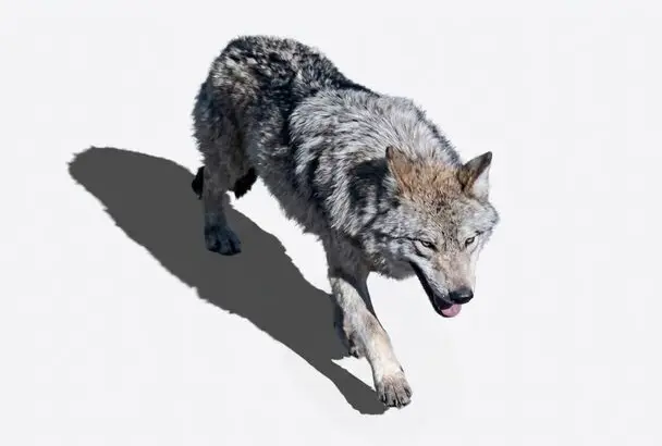 늑구 최신 수색 이미지