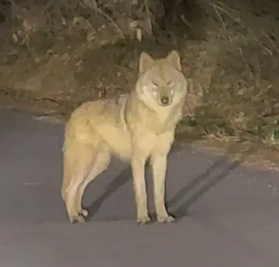 늑구 시민 안전수칙 이미지