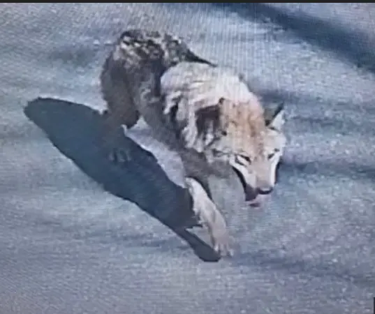 늑구 인력 드론 투입 이미지