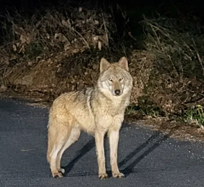 늑구 허위신고 경계 이미지
