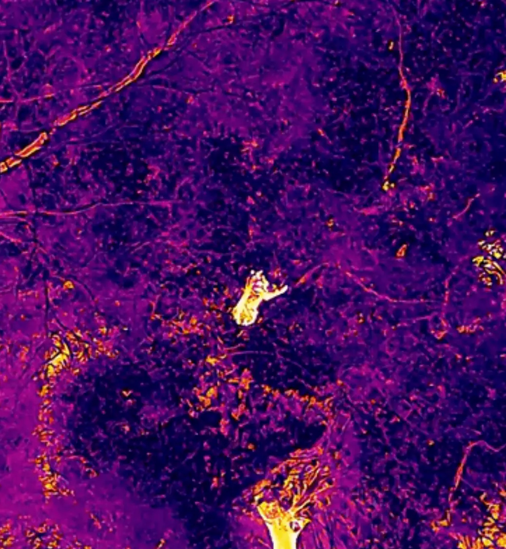 늑구 야산 포착 이미지