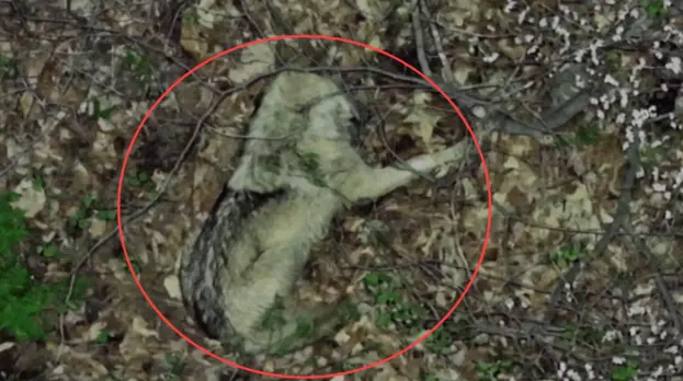 늑구 현장 사진 07