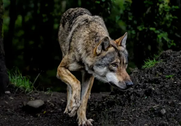 늑구 현장 사진 08