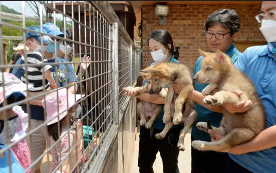 늑구 현장 사진 09