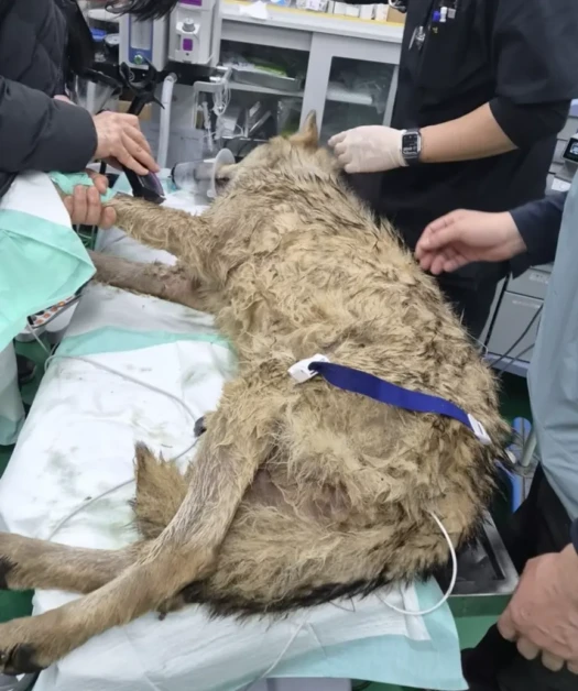 늑구 포획 작전, 드론·트랩·시민제보로 완성된 추적 전략 3 20260417_040217