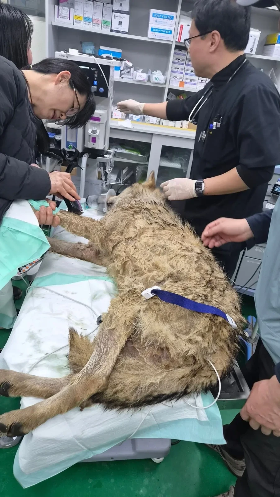 늑구 치료 현장 1