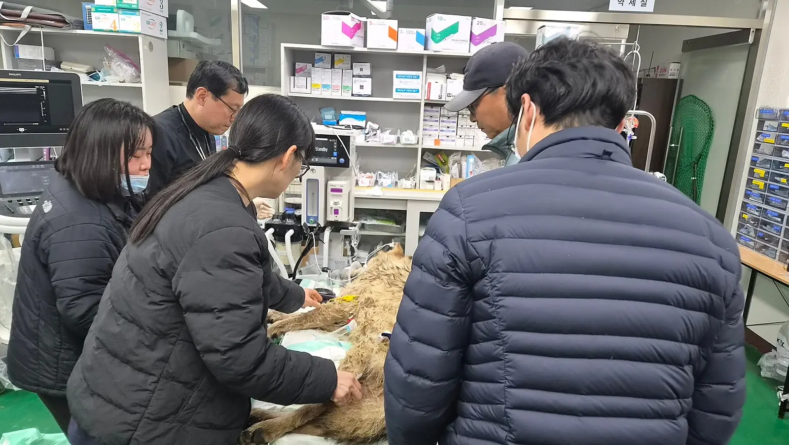 늑구 치료 현장 2