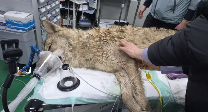 안전하게 생포되어 포획망에 담긴 늑구