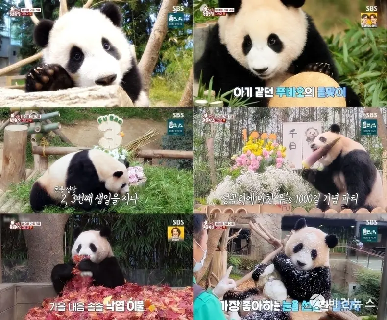 동물농장 가족 이별 눈물바다, 최고 시청률 4.7% 만든 3가지 장면(+콩이 할머니) 2 섹션 1 이미지